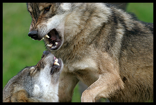 normal_wolves_fighting.jpg